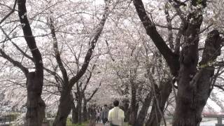 秋田県仙北市角館町･桜並木１３分のさんぽ