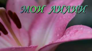 Лилии- моя мини-коллекция