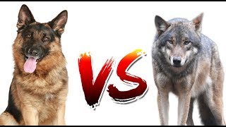 Немецкая овчарка VS Волк | ANIMALS VERSUS | САМАЯ ЖЁСТКАЯ БИТВА?