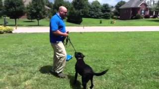 Part 1 Teaching the Place Or Send Away Command with Pak Masters Dog Training