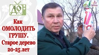 КАК ОМОЛОДИТЬ  грушу в возрасте 20- 25 лет