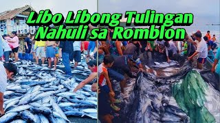 Libo-libong Tulingan Napadpad sa Baybayin ng Romblon