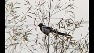 Diana 460 magnum 130 m (142 Yards) shooting - Crow Hunting
