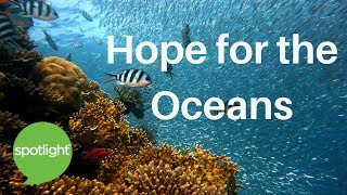 "Hope for the Oceans" - practice English with Spotlight