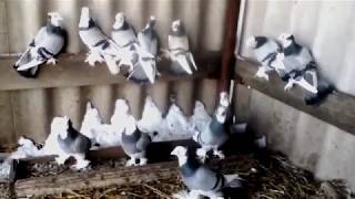 Ленинаканские бойные голуби  ( Сергей Парамонов , Стаханов, Украина )