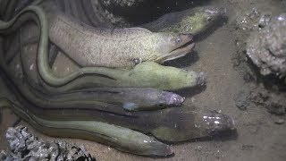 半夜趕海撞大運！涵洞裡衝出一大堆“大海鰻”，阿梅嚇得手忙腳亂【海村小梅】