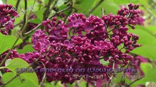 Syringa in my backyard