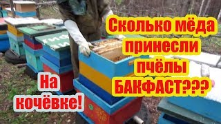 ???СКОЛЬКО ПРИНЁС МЁДА БАКФАСТ НА ТОЧКЕ 2019г.