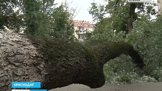 В Краснодаре на женщину упало дерево