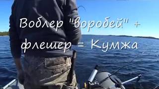 воробей+флешер=кумжа