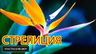 Как вырастить стрелицию из семян? / райский цветок