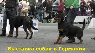 Выставка собак в Германии! Часть первая.