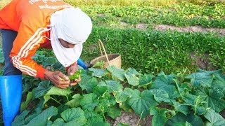 รายได้เสริม ปลูกผักปลอดสาร Organic garden เก็บแตงกวา สดๆจากสวน กรอบๆ by ครัวบ้านผม