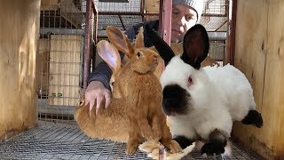 Холостое покрытие крольчих.  Обучающее видео