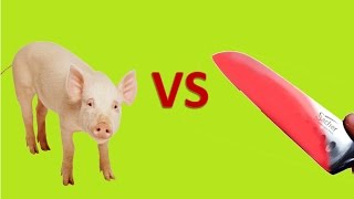 Режу свинью раскаленным ножом 1000 градусов / СМОТРЕТЬ ВСЕМ
