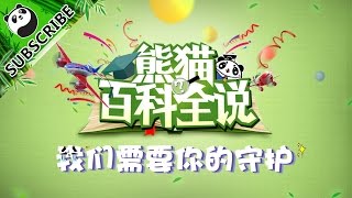 《熊猫百科全说》 第十期：我们需要你的守护 20170119 | iPanda