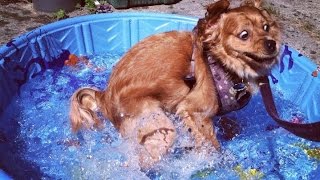 Самые дорогие и редкие собаки мира. Топ 10