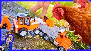Dump Truck and Backhoe Feed Chickens!