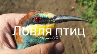 Ловля птиц 1