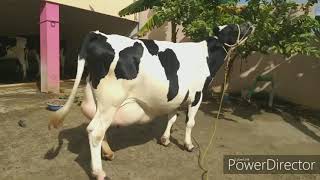 Lakshmi Narayana dairy farm hf and jersey seller,dealer 8870170541,9443240451 in Tamil nadu, Kerala