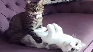 КОТЫ КОТОРЫЕ ПЕРЕШЛИ ВСЕ ГРАНИЦЫ СМЕШНЫЕ ЖИВОТНЫЕ | ПРИКОЛЫ