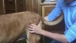 Canine Massage 2