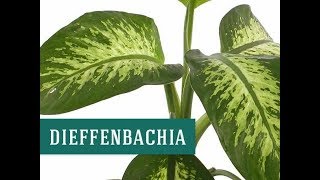 معلومات عن نبتة  الديفنباخيا deffenbakhia السامة