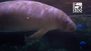 Manatees BamBam and Betsy are Heading Back to Florida - Cincinnati Zoo
