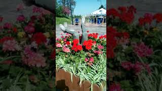Выставка тюльпанов. 26.04.2019