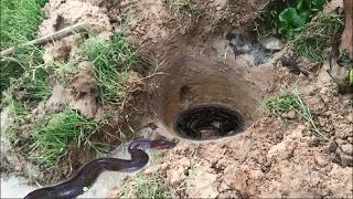 УДИВИТЕЛЬНЫЕ люди ловят змей.  Ловим змей в Камбоджи, змеи против людей, охота на змей