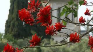 Arc Flowers