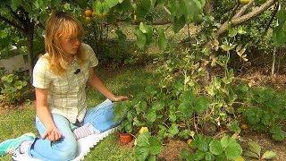 Размножение клубники и уход за ней в июле