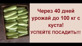 УСПЕЙТЕ ПОСАДИТЬ ЭТОТ СОРТ КАБАЧКА - СОЗРЕВАНИЕ 45 ДНЕЙ!!!