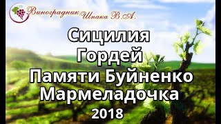 Сицилия, Гордей, Памяти Буйненко и Мармеладочка урожая 2018 года