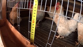 РАЗМЕРЫ КЛЕТОК?‍? ДЛЯ КУР? НЕСУШЕК?