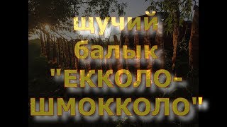 Готовим балык из щуки