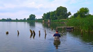 РЫБАЛКА НА КАРПА с берега в камышах и коряжнике! Удочка с боковым кивком рулит!