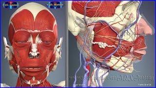 Ротовая полость, особенности строения | 3D Анатомия человека | Внутренние органы