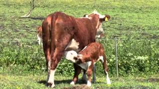 Køer på græs m kalve , cows, calves and bull