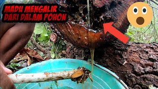 Berburu madu di dalam pohon, madu nya banyak banget