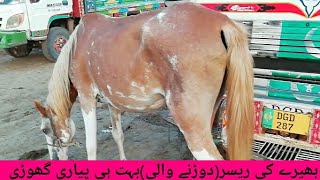 Female racer horse beautifull and big horse locaton faisalabad,janwar mandi doli shaheed