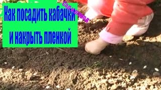 Как посадить кабачки и накрыть пленкой с 3 х лет. Сад и огород Выпуск 032