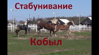 Знакомство жеребца с новыми кобылами