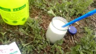 Грецкий орех. Опрыскивание медным купоросом 1%