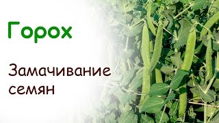 Замачивание гороха для ускорения роста