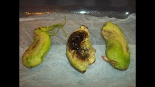 GERMINAR UNA SEMILLA DE MANGO EL NIÑO EL MANGO MAS PEQUEÑO QUE EXISTE