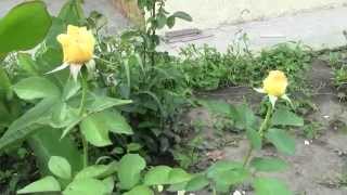 Уход за розой - Удобрение розы и подкормка