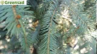 Ель колючая сизо-голубая - видео-обзор от Greensad