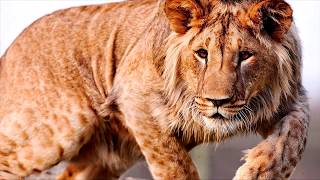 10 САМЫХ УДИВИТЕЛЬНЫХ ГИБРИДОВ ЖИВОТНЫХ