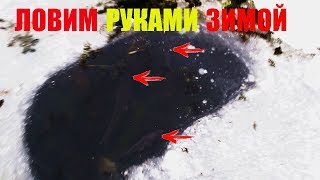 Рыбалка зимой РУКАМИ В ЗАМЕРЗШЕЙ ЛУЖЕ 
ТАК МЫ ЕЩЕ НЕ РЫБАЧИЛИ